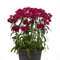 Dynasty Purple Dianthus