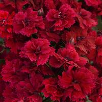 Dynasty Red Dianthus