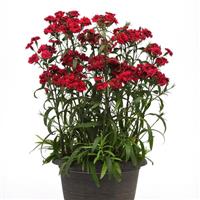 Dynasty Red Dianthus
