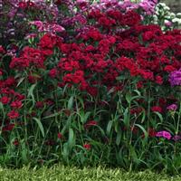 Dynasty Red Dianthus