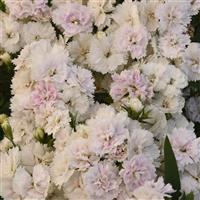 Dynasty White Blush Dianthus