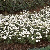 Dynasty White Blush Dianthus