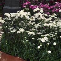 Dynasty White Blush Dianthus