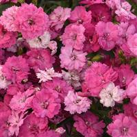 Dynasty Pink Magic Dianthus
