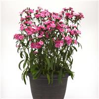 Dynasty Pink Magic Dianthus