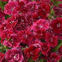 Dynasty Rose Lace Dianthus