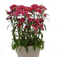 Dynasty Rose Lace Dianthus