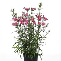Dianthus Rockin'™ Rose