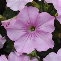 Easy Wave<sup>®</sup> Pink Pearl Spreading Petunia