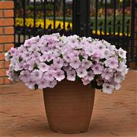 Easy Wave<sup>®</sup> Pink Pearl Spreading Petunia