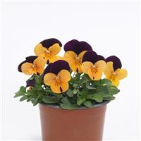 Sorbet<sup>®</sup> XP Orange Jump Up Viola