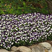 Sorbet<sup>®</sup> XP White Jump Up Viola