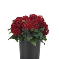 Lucky Star<sup>®</sup> Dark Red Pentas