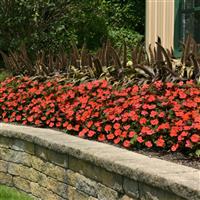 Solarscape<sup>®</sup> Orange Burst Interspecific Impatiens