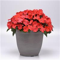 Solarscape<sup>®</sup> Salmon Punch Interspecific Impatiens