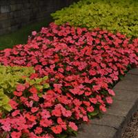 Solarscape<sup>®</sup> Salmon Punch Interspecific Impatiens