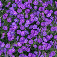 Geranium Purple Glow