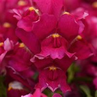 Snapshot™ Burgundy Snapdragon
