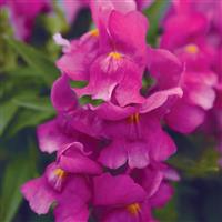 Snapshot™ Purple Snapdragon