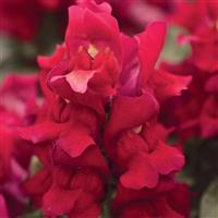 Snapshot™ Red Snapdragon