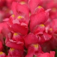 Snapshot™ Rose Snapdragon