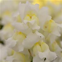 Snapshot™ White Snapdragon