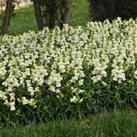 Snapshot™ White Snapdragon