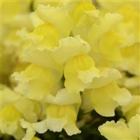 Snapshot™ Yellow Snapdragon