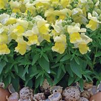 Snapshot™ Yellow Snapdragon