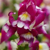 Snapshot™ Burgundy Bicolor Snapdragon