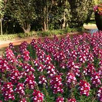Snapshot™ Burgundy Bicolor Snapdragon