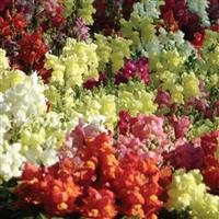Snapshot™ Mixture Snapdragon