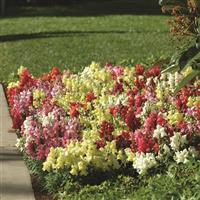 Snapshot™ Mixture Snapdragon