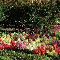 Snapshot™ Mixture Snapdragon