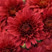 Flamingo Cranberry Red Garden Mum