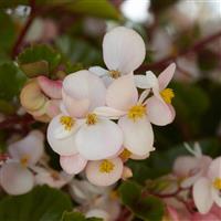 Hula™ Blush Spreading Begonia