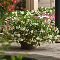 Hula™ Blush Spreading Begonia