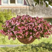 Hula™ Pink Spreading Begonia