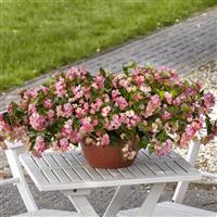 Hula™ Pink Spreading Begonia