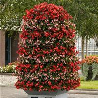 Hula™ Pink Spreading Begonia