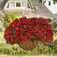 Hula™ Red Spreading Begonia