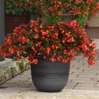 Hula™ Red Spreading Begonia