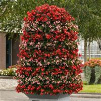 Hula™ Red Spreading Begonia