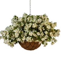 Hula™ White Spreading Begonia