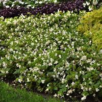 Hula™ White Spreading Begonia