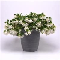 Hula™ White Spreading Begonia