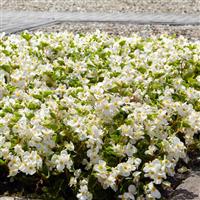 Hula™ White Spreading Begonia