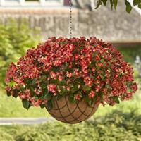 Hula™ Bicolor Red White Spreading Begonia