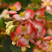 Hula™ Bicolor Red White Spreading Begonia