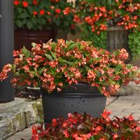 Hula™ Bicolor Red White Spreading Begonia